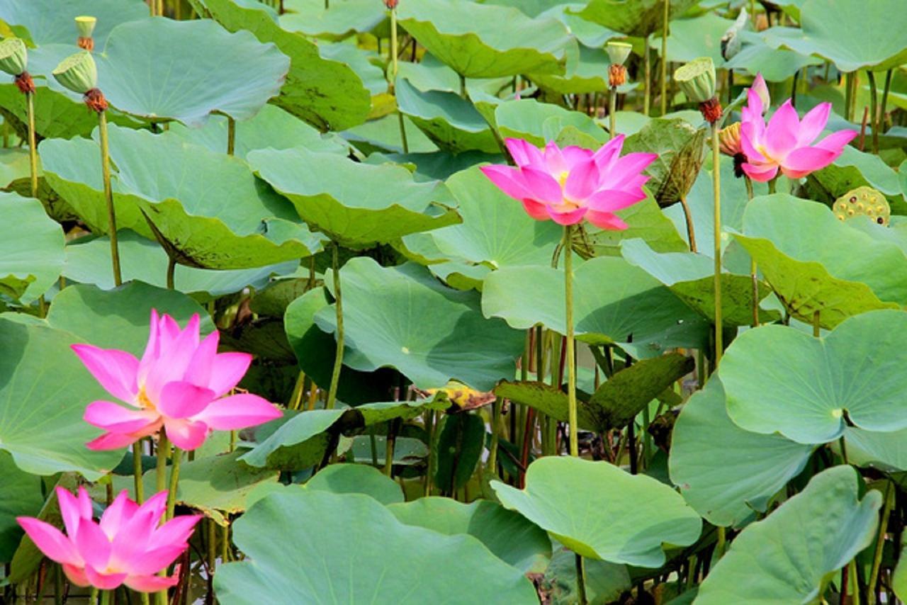 Flame Flowers Homestay Hoi An Esterno foto